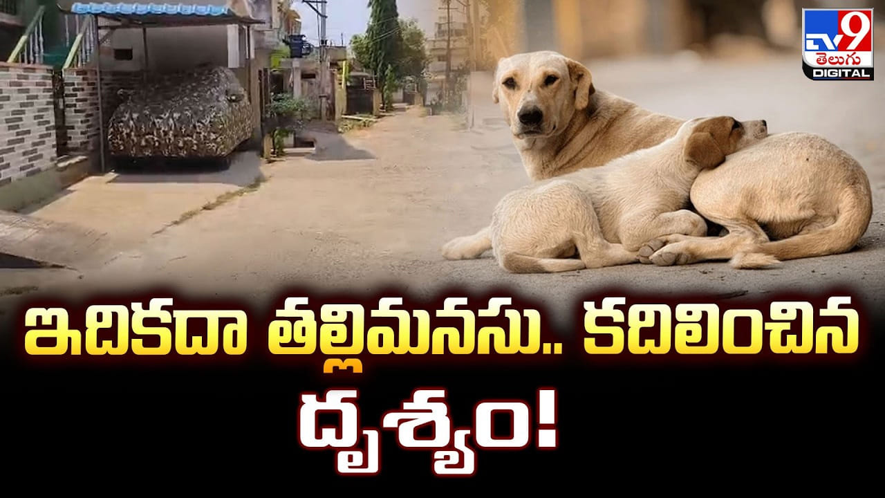 అమ్మ ప్రేమకు భాష లేదు.. కదిలించిన దృశ్యం !!