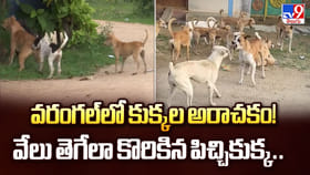వరంగల్‌లో కుక్కల అరాచకం! వేలు తెగేలా కొరికిన పిచ్చికుక్క