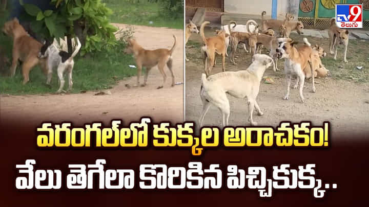 వరంగల్లో కుక్కల అరాచకం! వేలు తెగేలా కొరికిన పిచ్చికుక్క వరంగల్లో కుక్కల అరాచకం! వేలు తెగేలా కొరికిన పిచ్చికుక్క