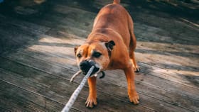 పట్టపగలు కుక్క స్వైరవిహారం.. ఆస్పత్రికి గ్రామస్తుల క్యూ..!