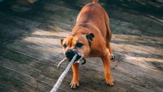 Hyderabad: 2300 ఏళ్ల క్రితం ఈజిప్ట్‌లో శ్వాస ఆగిన యువతి.. భాగ్యనగరానికి ఎలా వచ్చిందబ్బా..!