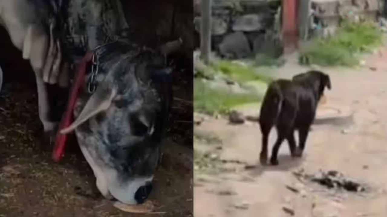 ఇది కదా నిజమైన స్నేహం.. జాతి వైరం మరిచిన గోమాత, కుక్క బంధానికి హాట్సాఫ్..!