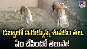 డబ్బాలో ఇరుక్కున్న శునకం తల.. ఏం చేసిందో తెలుసా!