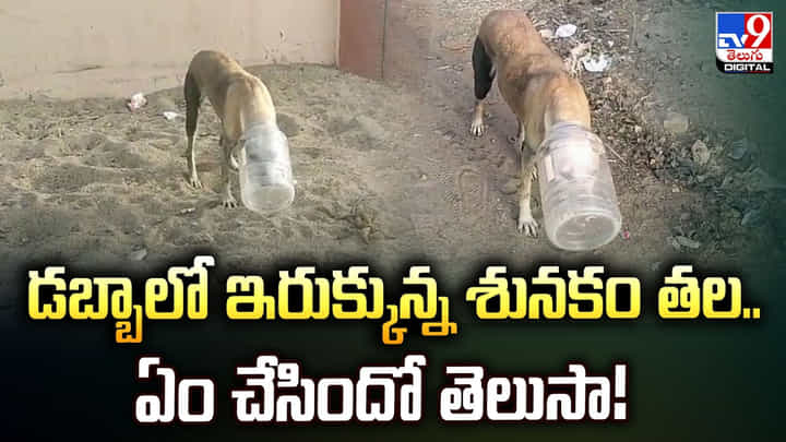 డబ్బాలో ఇరుక్కున్న శునకం తల.. ఏం చేసిందో తెలుసా! డబ్బాలో ఇరుక్కున్న శునకం తల.. ఏం చేసిందో తెలుసా!