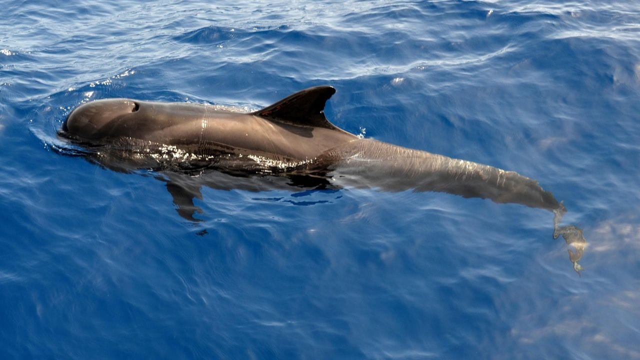 డాల్ఫిన్లు, తిమింగలాలు: సముద్రాల్లో నివసించే డాల్ఫిన్‌, తిమింగలాలు కూడా కళ్లు మూసి బయట ప్రపంచాన్ని చూడగలవు. ఇవి యూనిహెమిస్ఫెరిక్ స్లీప్ అనే వింత పద్ధతిని పాటిస్తాయి. అంటే, ఇవి నిద్రపోయేటప్పుడు మెదడులో ఒక భాగం మాత్రమే విశ్రాంతి తీసుకుంటుంది, మరో భాగం మేల్కొనే ఉంటుంది. ఒక కన్ను మూసినప్పుడు మరొక కన్ను తెరిచి ఉంటుంది. దీనివల్ల అవి నిద్రలో ఉన్నా చుట్టుపక్కల ఉండే ప్రమాదాలను గమనించగలవు.( Note: పైన పేర్కొన్న అంశాలు కేవలం అవగాహన కోసం మాత్రమే అందించబడినవి.. వీటిని Tv9 దృవీకరించడం లేదు)