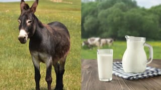 రెస్ట్‌రూమ్స్ బయట ఉండే ‘WC’ అంటే ఏంటో తెలుసా? ఆ రెండు అక్షరాల వెనుక ఉన్న అసలు అర్థం ఇదే