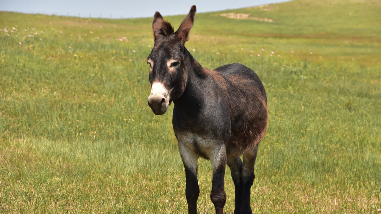 గాడిదను తేలిగ్గా తీసుకోవద్దు.. అవి మనిషికి నేర్పే 5 జీవిత పాఠాలు..!
