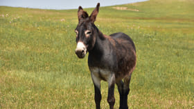 గాడిదను తేలిగ్గా తీసుకోవద్దు.. అవి మనిషికి నేర్పే 5 జీవిత పాఠాలు.