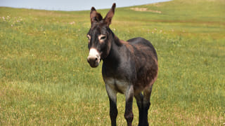 అమ్మమ్మపై అపారమైన ప్రేమ.. తులాభారంతో సన్మానం..! బర్దీపూర్ కుటుంబం ఆదర్శం