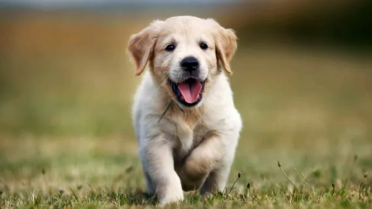 కుక్క : స్వప్న శాస్త్రం ప్రకారం కలలో కుక్కను చూడటం శుభప్రదం. ఇది స్నేహం, విశ్వాసానికి, భద్రతకు చిహ్నం. అందువలన కుక్కను కలలో చూడటం వలన మానసిక ప్రశాంతత కలుగుతుంది. అన్ని విధాలుగా కలిసి వస్తుంది. అయితే కుక్కను చూడటం మంచిదే కానీ, అది మొరుగుతున్నట్లు, దాడి చేస్తున్నట్లు కలలో కనిపించడం మంచిది కాదంట. ఇది మీ జీవితంలో సమస్యలకు సంకేతం కావచ్చు అంటున్నారు నిపుణులు.