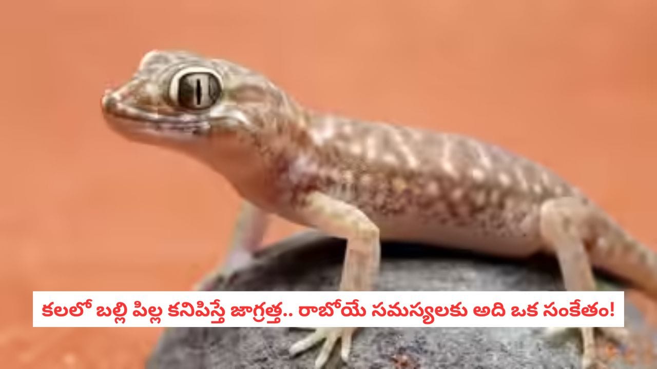 Lizard In Dream: కలలో బల్లి కనిపిస్తే భయపడాలా? ఈ చిన్న జీవులు మీకిచ్చే అసలు సందేశం ఇదే!
