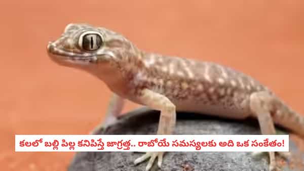 Lizard In Dream: కలలో బల్లి కనిపిస్తే భయపడాలా? ఈ చిన్న జీవులు మీకిచ్చే అసలు సందేశం ఇదే!