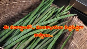 వంటగదిలో ఉండే ఈ పదార్దాలతో.. ములక్కాయలు పిచ్చిపిచ్చిగా కాస్తాయి..