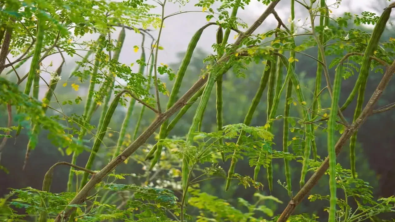 మునగ చెట్లు గురించి ప్రత్యేకించి చెప్పాల్సిన అవసరం లేదు. ఇవి కాపు కాస్తే బాగా పడతాయి. లేదంటే అస్సలు పడవు. మీ ఇంట్లో ఉండే ఈ  ఈ పదార్దాలతో ములక్కాయలు పిచ్చిపిచ్చిగా కాస్తాయి. అంతే కాదండోయ్ లక్షల్లో లాభాలు కూడా వస్తాయి. 