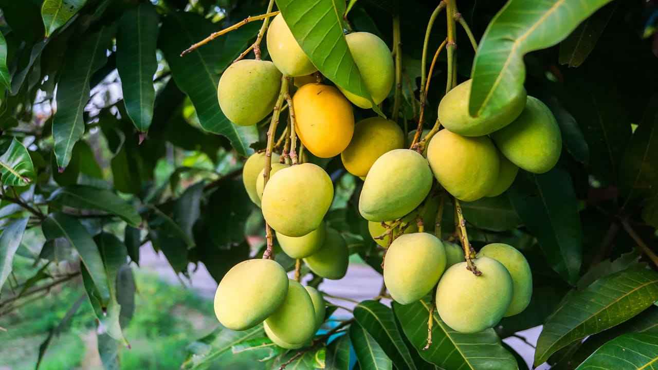 ఒరుగుల తయారీ విధానం: బాగా ముదిరిన, పుల్లగా ఉండే పచ్చి మామిడికాయలను ఎంచుకోవాలి.. వాటిని శుభ్రంగా కడిగి తడి లేకుండా తుడుచుకోవాలి. మామిడికాయ పైన తొక్క తీసేసి (మీకు ఇష్టమైతే తొక్కతో కూడా ఉంచవచ్చు), మీకు కావలసిన పరిమాణంలో సన్నని పొడవాటి ముక్కలుగా కోయాలి.