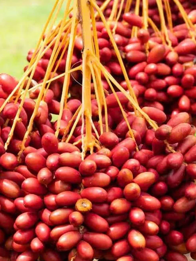 వేసవిలో ఈత పళ్లు.. ఆ రోగాల తిత్తి తీస్తాయి..