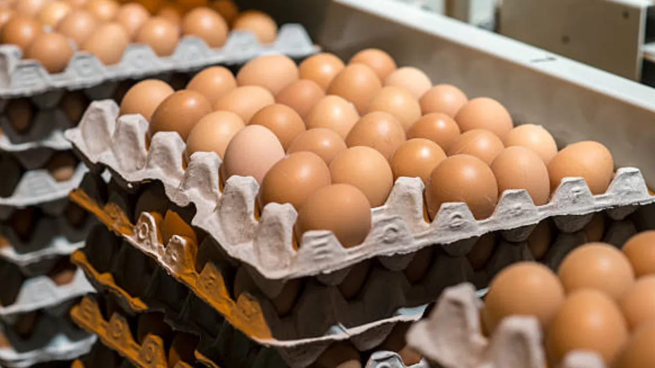 ఇరాన్ కోసం భారతీయులు అనేక విరాళాలు సేకరిస్తున్నారు. అయితే, లద్దాఖ్ లో ఓ వింత ఘటన చోటు చేసుకుంది. లేహ్ లో ఓ కోడిగుడ్డును వేలం వేశారు. దీనిలో వచ్చే డబ్బును ఇరాన్ కు ఇస్తామని వెల్లడించారు. అయితే, ఈ వేలంలో ఓ వ్యక్తి ఈ కోడిగుడ్డును రూ.25 వేలకు సొంతం చేసుకున్నాడు. ఒక్క కోడిగుడ్డుకు వచ్చిన ఈ సాయాన్నిఇరాన్ ప్రజలకు అందజేసింది.