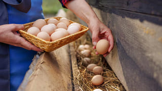 Crow Lifespan: కాకులు ఎంత కాలం జీవిస్తాయో తెలుసా? ముసలి కాకులకు యమ డిమాండ్‌..