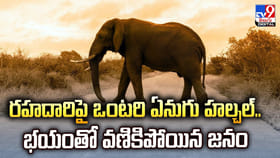 రహదారిపై ఒంటరి ఏనుగు హల్చల్‌.. భయంతో వణికిపోయిన జనం