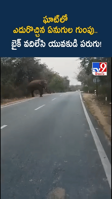 అయ్య బాబోయ్.. ఘాట్‌ రోడ్డులో ఏనుగుల గుంపు హల్‌చల్