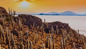 దమ్ముంటే కాస్కో.. ఈ మొక్కల మధ్యనున్న జింకను గుర్తిస్తే మీరే తోపు