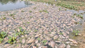 విల్లాల డ్రైనేజ్ వాటర్ ఎఫెక్ట్.. చేపలన్నీ మటాష్