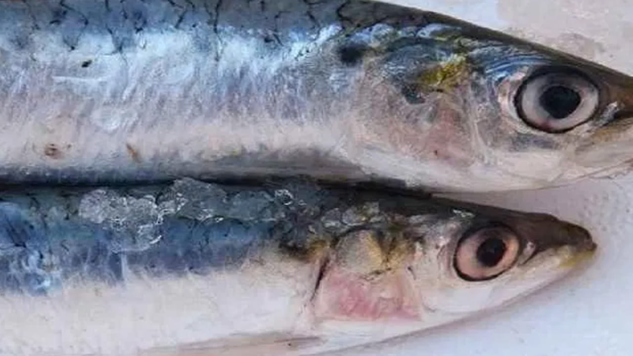 పొలుసులు: తాజా చేపలు అయితే వాటి పొలుసులు ఎర్రగా ఉంటాయి. అవి వేరే రంగులోకి మారితే అవి నిల్వ ఉన్న చేపలు. 
అమ్ముకునే వాళ్లు వాటి పైన రంగు పూసి వాటిని అమ్మే అవకాశం ఉంది. కాబట్టి, జాగ్రత్తగా ఉండాలి. 