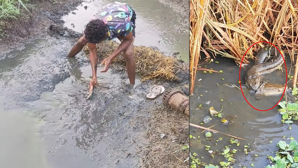 చేపల కోసమని గెట్టు కట్టి నీటిని తోడుతున్నారు.. ఇంతలో అనూహ్య ఘటన..