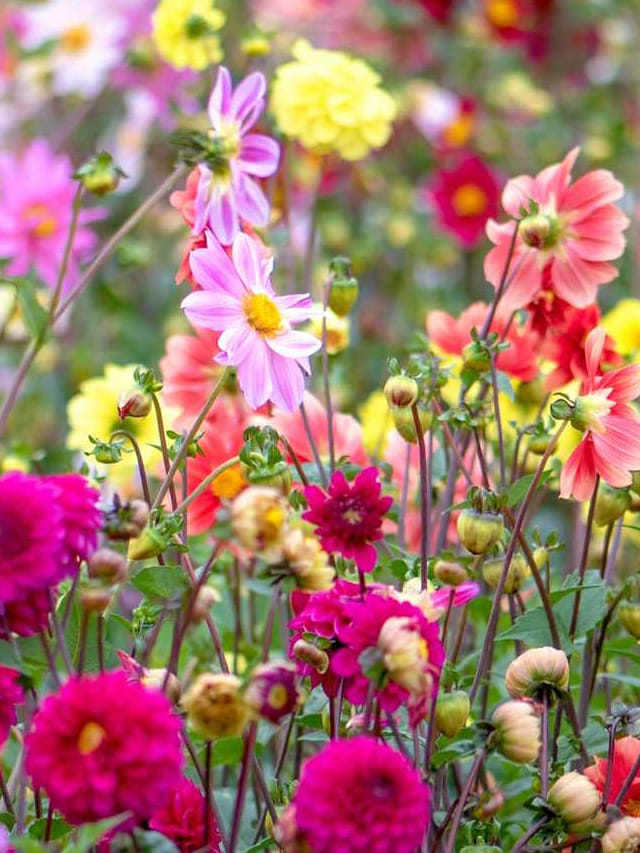 సూర్యుడి భగ భగలను కూడా తట్టుకొని పెరిగే అందమైన పూల మొక్కలు ఇవే!