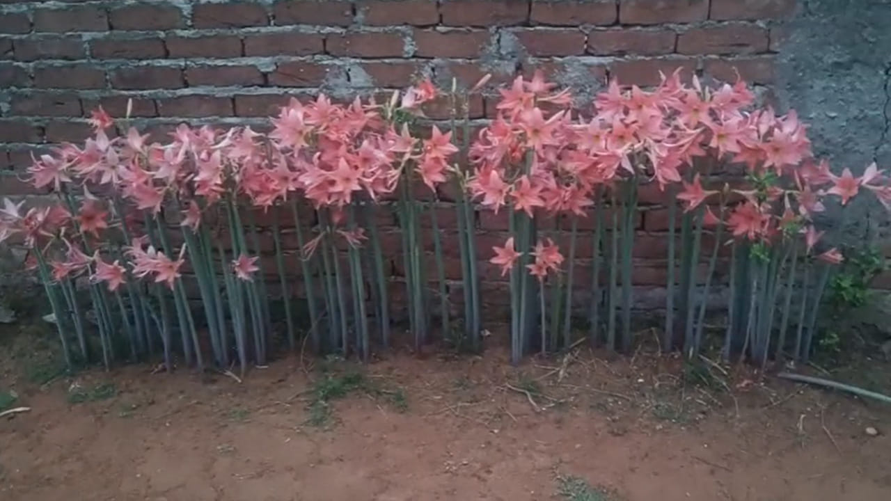 రెండు కళ్లు చాలవు.. ఈ అందమైన పూలను మీరెక్కడైనా చూశారా?