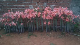 రెండు కళ్లు చాలవు.. ఈ అందమైన పూలను మీరెక్కడైనా చూశారా?