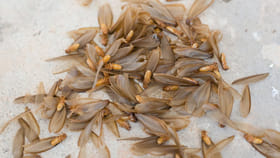 ఉసిళ్లు తినడం మంచిదేనా..?