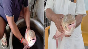 చేపల కోసం వల వేశాడు.. ఇది వచ్చింది..! చూసేందుకు ఊరు క్యూ కట్టింది