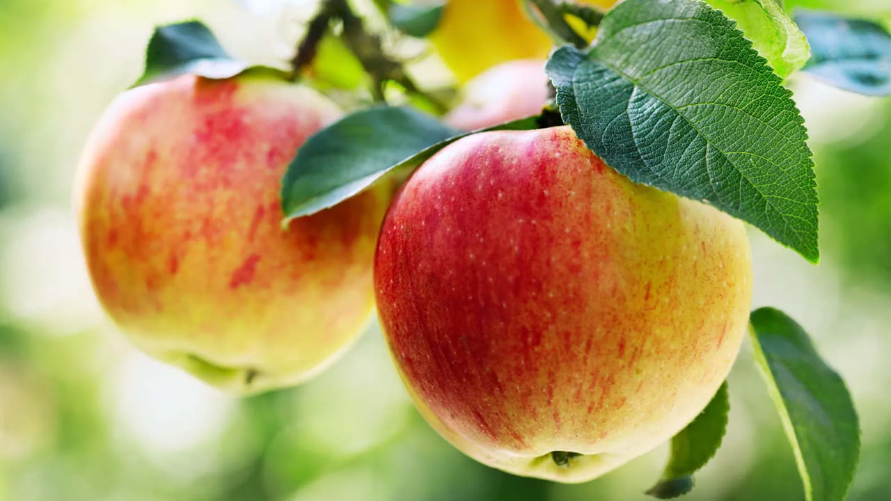 ఆపిల్ - మధుమేహులకు మంచి నేస్తం: ఆపిల్ పండు చూడటానికి ఎర్రగా, తీయ్యగా ఉన్నా.. ఇది మధుమేహులకు చాలా మేలు చేస్తుంది. ఇందులో ఉండే ఫైబర్ కంటెంట్ రక్త ప్రవాహంలో గ్లూకోజ్ నెమ్మదిగా కలిసేలా చేస్తుంది. ఆపిల్ తినడం వల్ల రక్తపోటు అదుపులో ఉండటమే కాకుండా గుండె ఆరోగ్యం కూడా మెరుగుపడుతుంది. చాలా మంది ఆపిల్ తొక్క తీసి తింటారు, కానీ తొక్కలోనే ఎక్కువ ఫైబర్ మరియు యాంటీ ఆక్సిడెంట్లు ఉంటాయి. కాబట్టి శుభ్రంగా కడిగి తొక్కతో సహా తినడం వల్ల పూర్తి పోషకాలు అందుతాయి. షుగర్ ఉన్నవారు స్నాక్ సమయంలో ఒక చిన్న ఆపిల్ తినడం ఉత్తమమైన పద్ధతి.
