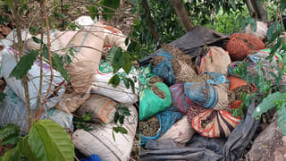 ఎన్నడూ చూడని దృశ్యం.. 20 అడుగుల కొండచిలువ ఎలా చెట్టు ఎక్కుతుందో చూడండి..