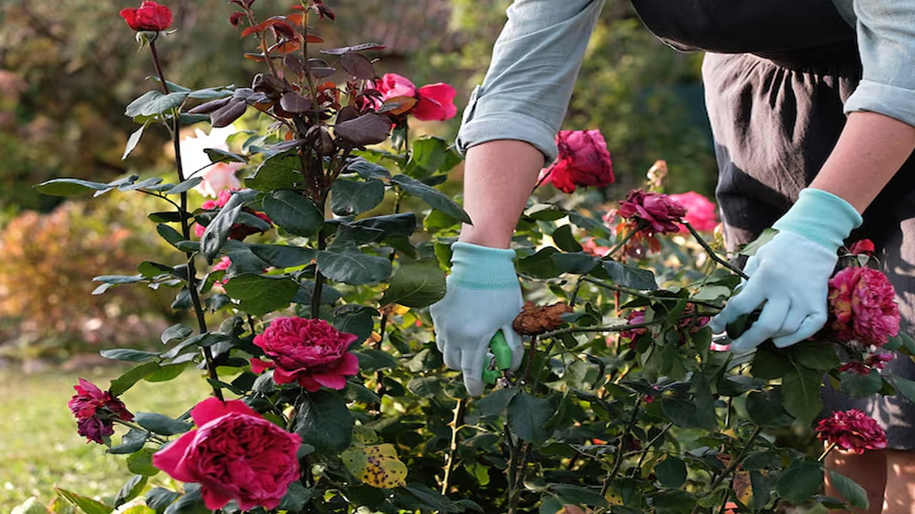 ఈ యేడు ఎండలు దంచి కొడుతున్నాయి. మనుషుల పాటు, పశు పక్షులు సైతం అధిక ఉష్ణోగ్రతల కారణంగా అల్లాడిపోతున్నాయి. ఇక మన గార్డెన్లోని మొక్కల పరిస్థితి కూడా అలాగే ఉంది. వేసవి కాలంలో మీ గార్డెన్లోని మొక్కలు పూలతో కళకళలాడాలంటే ఖరీదైన రసాయన ఎరువుల కంటే ఇంట్లోనే తయారు చేసుకునే ద్రవ ఎరువులు (Liquid Fertilizers) అద్భుతంగా పనిచేస్తాయి. ఎండల తీవ్రత ఎక్కువగా ఉన్నప్పుడు మొక్కలకు ఘనరూపంలో ఉండే ఎరువుల కంటే ద్రవరూప ఎరువులు అందించడం వల్ల అవి వేగంగా పోషకాలను అందుకుంటాయి. ఇందుకోసం సులభంగా తయారు చేసుకునే 3 రకాల ద్రవ ఎరువులు అద్భుతంగా పనిచేస్తాయి. అలాంటి ఎరువులేంటి..? వాటిని ఎలా తయారు చేసుకోవాలో ఇక్కడ చూద్దాం..