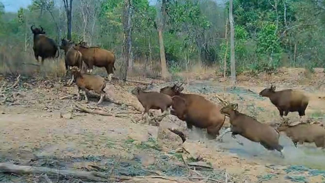 సత్తుపల్లి అటవీ రేంజ్‌లో తారసపడ్డ అరుదైన జీవులు..