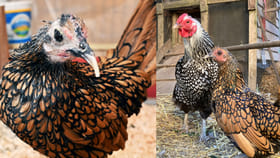 ఏకంగా ఈ కోడి అన్నేళ్ళు బతికి గిన్నిస్ రికార్డు కూడా..