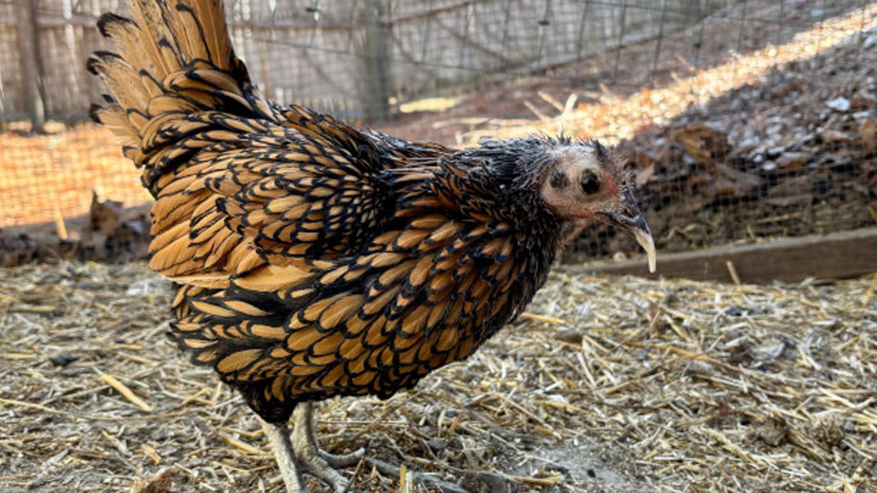 
ఇప్పటి వరకు మనం బ్రాయిలర్, నాటు కోడి చూసాము అయితే, ఇది వాటి కన్నా ముదురు కోడి. అలా అని దీనిని అసలు తక్కువ అంచనా వేయకండి. గిన్నిస్ వరల్డ్ రికార్డ్స్ లో సాధించిన కోడి. ఈ కోడి రికార్డ్స్ క్రియోట్ చేసింది. అసలు ఈ కోడి అన్నేళ్లు ఎలా బతికింది? దాని అలవాట్లు  ఏంటనేది ఇక్కడ చదివి తెలుసుకుందాం.. 