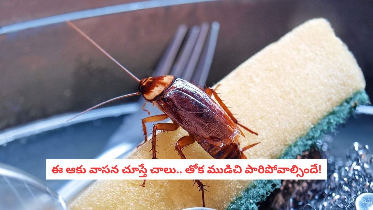 Pest Control: ఆ పండు తొక్కను పారేయకండి.. రాత్రికి రాత్రే బొద్దింకల బెడద మాయం!