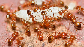 ఇవి మామూలు చీమలు కాదు.. ఒక్కదాన్ని ధర తెలిస్తే మైండ్ బ్లాంకే..