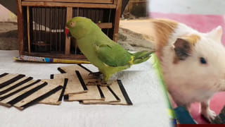 Mars Transit: మీన రాశిలో కుజుడు.. వారికి ఆకస్మిక ధన లాభం, అధికార లాభం..!