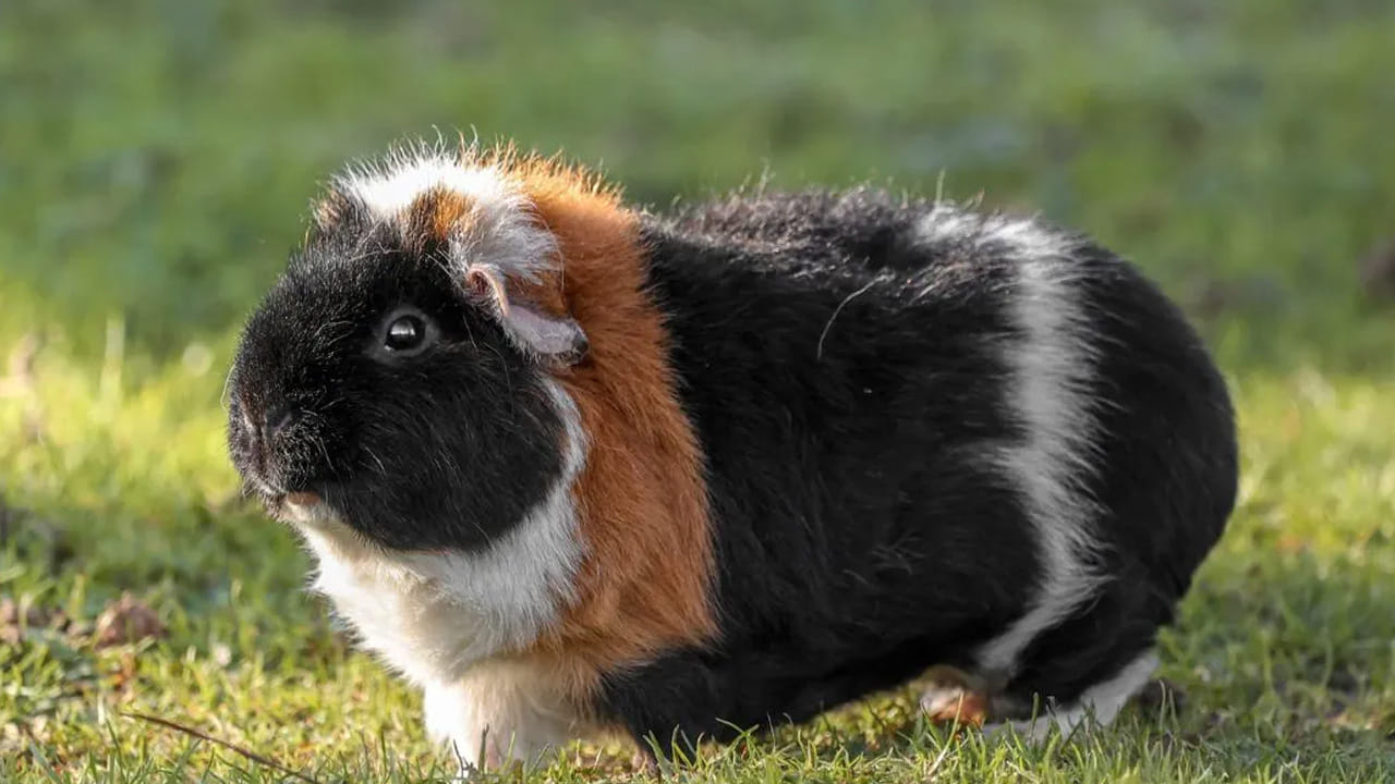 నోట్ : ఈ వార్తలలో ఇవ్వబడిన సమాచారం మత విశ్వాసాలపై ఆధారపడి ఉంది. పాఠకుల ఆసక్తి మేరకు.. పలువురు పండితుల సూచనలు, వారి తెలిపిన అంశాల ఆధారంగా అందించినవి మాత్రమే.. వీటిలో ఎలాంటి శాస్త్రీయ ఆధారాలు లేవని పాఠకులు గమనించాలి. టీవీ9 తెలుగు దీనిని ధృవీకరించలేదు