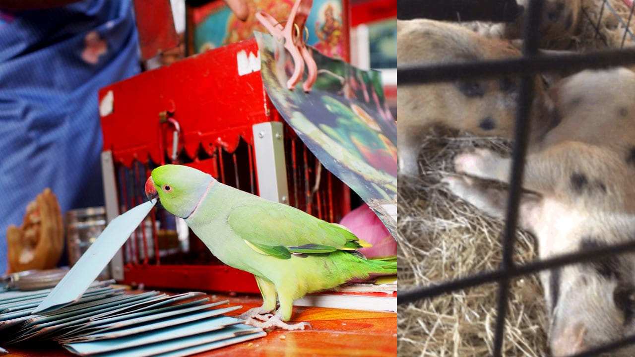 Giniya Pig Jyothishyam1