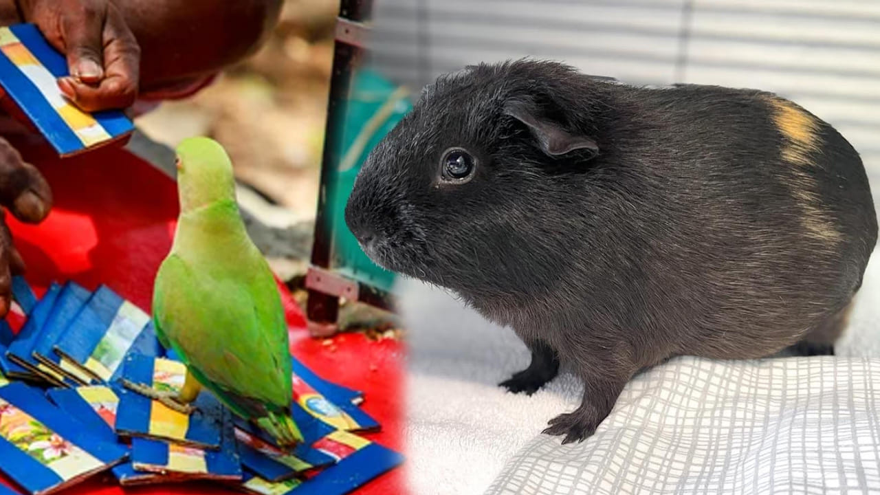 హిందూ మతంలో జ్యోతిష్యానికి చాలా ప్రాధాన్యత ఉంది. కొంత మంది ఇవన్నీ మూఢనమ్మకాలు అని కొట్టి పారేస్తే, మరికొంత మంది వీటిని ఎక్కువగా నమ్ముతారు. ఇక వీటిలో అనేక రకాలు ఉంటాయి. హస్త సాముద్రిక, గోచార ఫలం, రాశిఫలం,  కుండలి జ్యోతిష్యం, రాశిఫలం, నక్షత్రం ఆధారంగా, న్యూమరాలజీ ఇలా అనేక రకాలుగా చాలా మంది జోస్యం చెప్పించుకుంటారు.