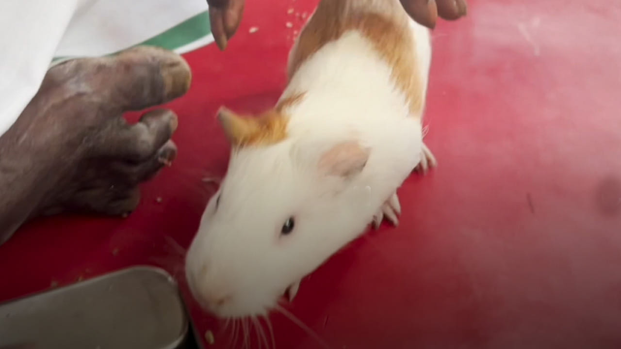 ఇక ముఖ్యంగా చిలుక జోస్యం, సోది చెప్పించుకోవడం చేస్తుంటారు. కానీ ఇవేవి కాకుండా పందితో కూడా జోస్యం చెప్పించుకుంటారంట. ఇదెక్కడా, వినడానికే విచిత్రంగా ఉంది అనుకుంటున్నారా? అయితే ఇప్పుడు మనం దీని గురించే వివరంగా తెలుసుకుందాం.