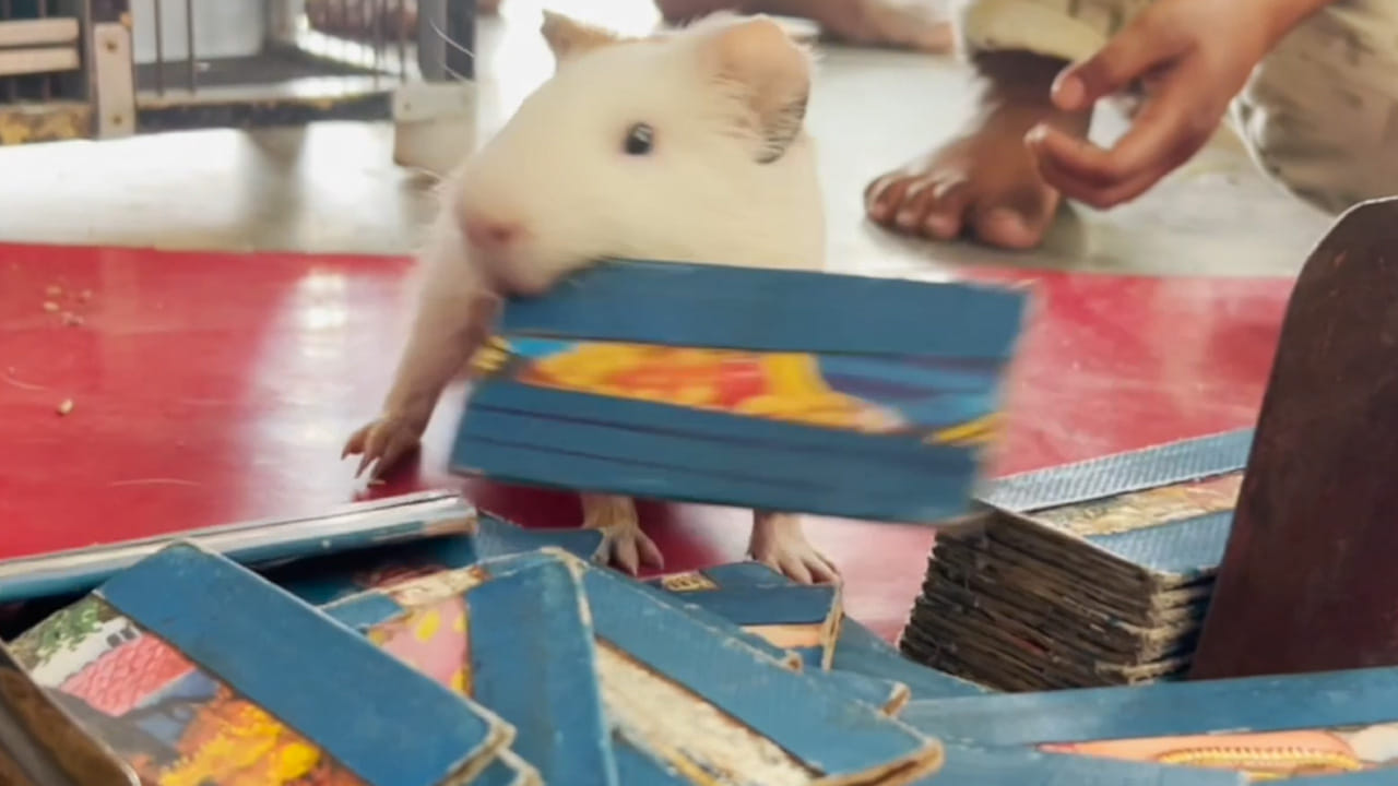 తిరుపతి చెన్నై జాతీయ రహదారిలో ఉన్న అంజేరమా దేవాలయం, చాలా ప్రాముఖ్యత కలిగినది. ఈ గుడి వద్దకు ఆది వారం అయితే చాలు వేలమందిలో భక్తులు వచ్చి ముక్కులు అప్ప జెప్పి, జంతు బలులు ఇస్తుంటారు. అయితే ఇక్కడ చిలుకతో కాకుండా ఒక పెద్దాయన పందితో జోస్యం చెప్పించడం అందరినీ ఆకట్టుకుంటుంది. చాలా మంది ఈయన దగ్గర పందితో జోస్యం చెప్పించుకుంటారంట.