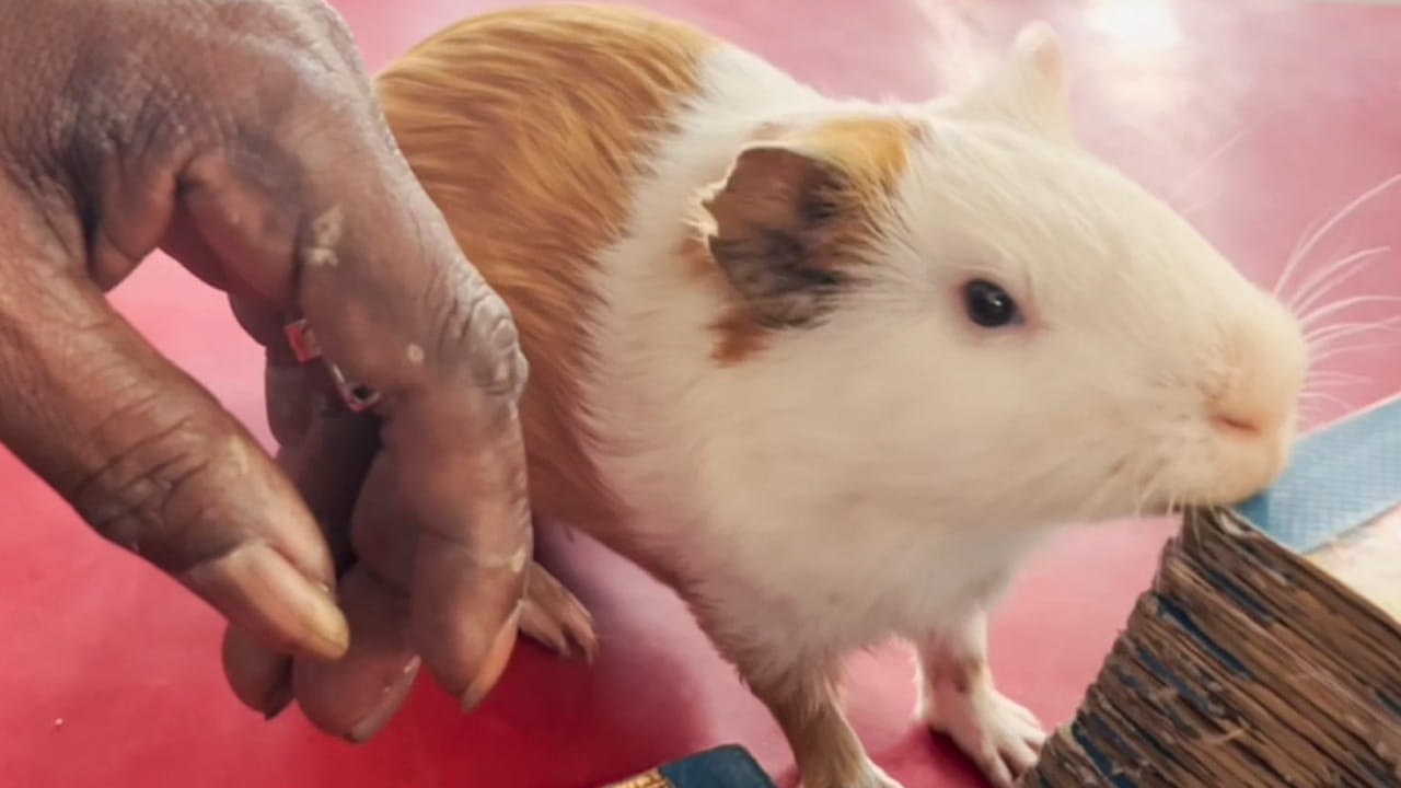 చిలుక ఎలాగైతే బోను నుంచి బయటకు వచ్చి చీటీ తీస్తుందో, ఈ పంది కూడా అలానే వచ్చి చీటి తీస్తుంది. అలా దానిలో ఉన్నది జాతకంగా చెబుతుంటారు. అయితే చాలా మంది పంది అంటే పెద్దగా ఉంటుందని అనుకుంటారు కానీ ఇది అచ్చం ఎలుకలా ఉంటుంది. ఎలుకల జాతికి చెందినవి. కానీ వీటిని అందరూ గినియా పిగ్ అని పిలుస్తారు. ఈ పందులు పెంపుడు జంతువులు. చూడటానికి చాలా ఆకర్షణీయంగా ఉంటాయి. గినియా పంది జాతులు అనేక రకాలుగా ఉంటాయి. ఇవి ఎక్కువగా గడ్డి వంటివి తిని జీవిస్తాయి.