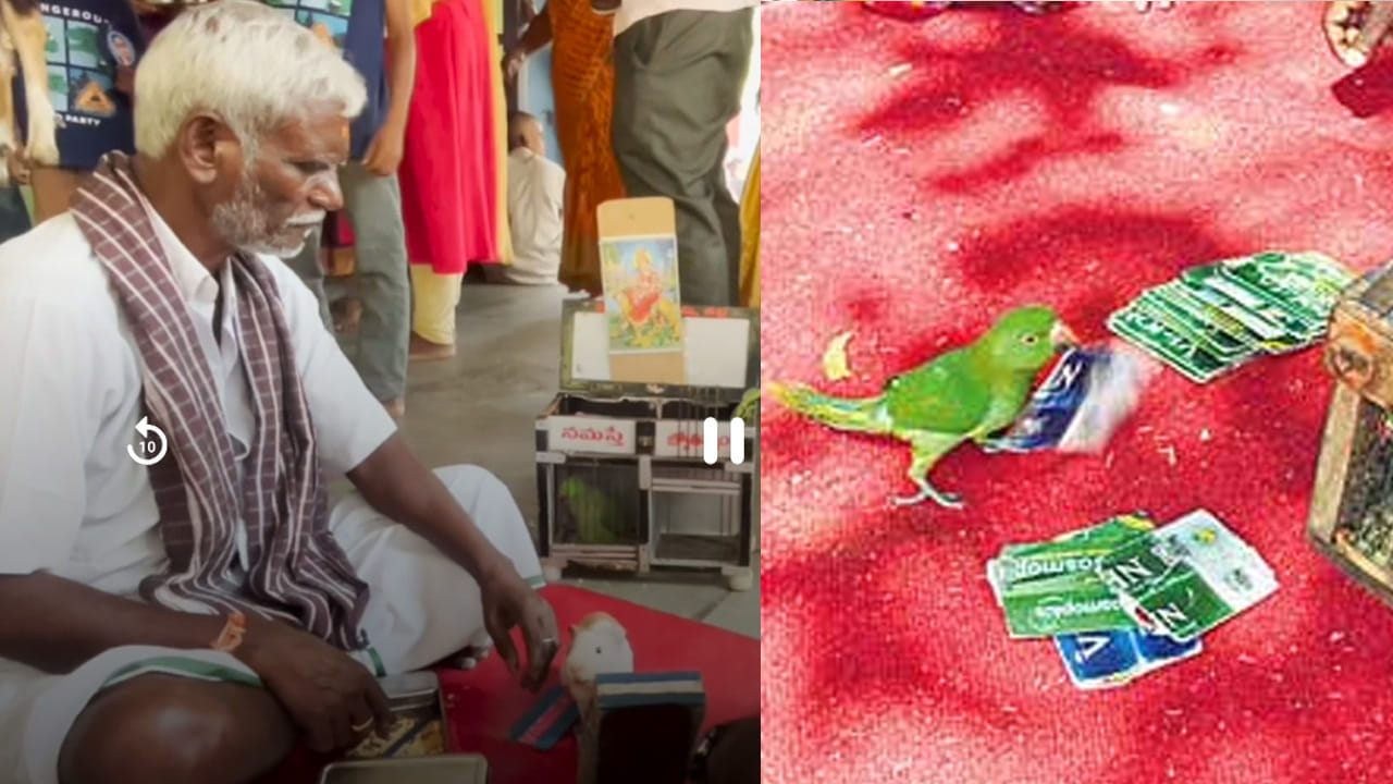 Giniya Pig Jyothishyam5