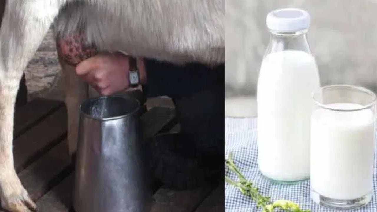 జీర్ణక్రియ పనితీరు: మేక పాలలో ఉండే కొవ్వు చిన్నగా ఉంటుంది. ఇలా ఉంటే తాగిన వెంటనే ఈజీగా మొత్తం జీర్ణమవుతుంది. ఇంకా దీనిలో ఉండే పోషకాలు కడుపును చల్లబరుస్తుంది. ఇంకా ఎలాంటి ఇబ్బందులు కలగకుండా ఇది సహాయపడుతుంది.
